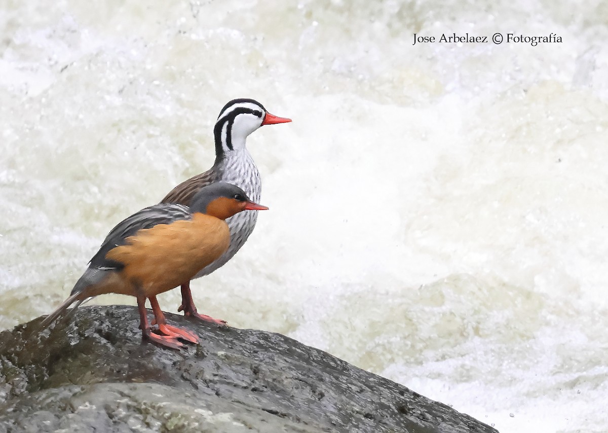 Torrent Duck - ML645958931