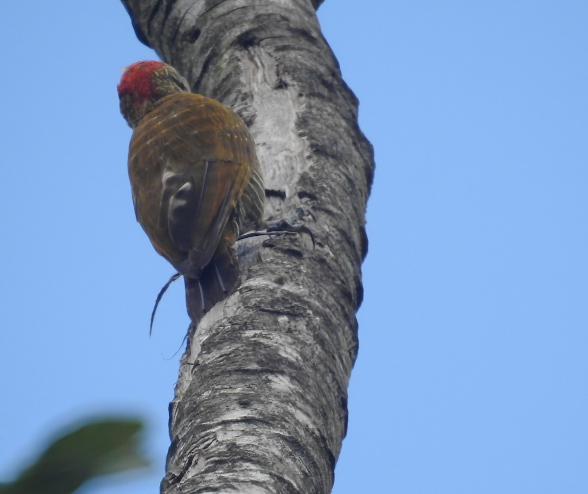 Little Woodpecker - ML645958932