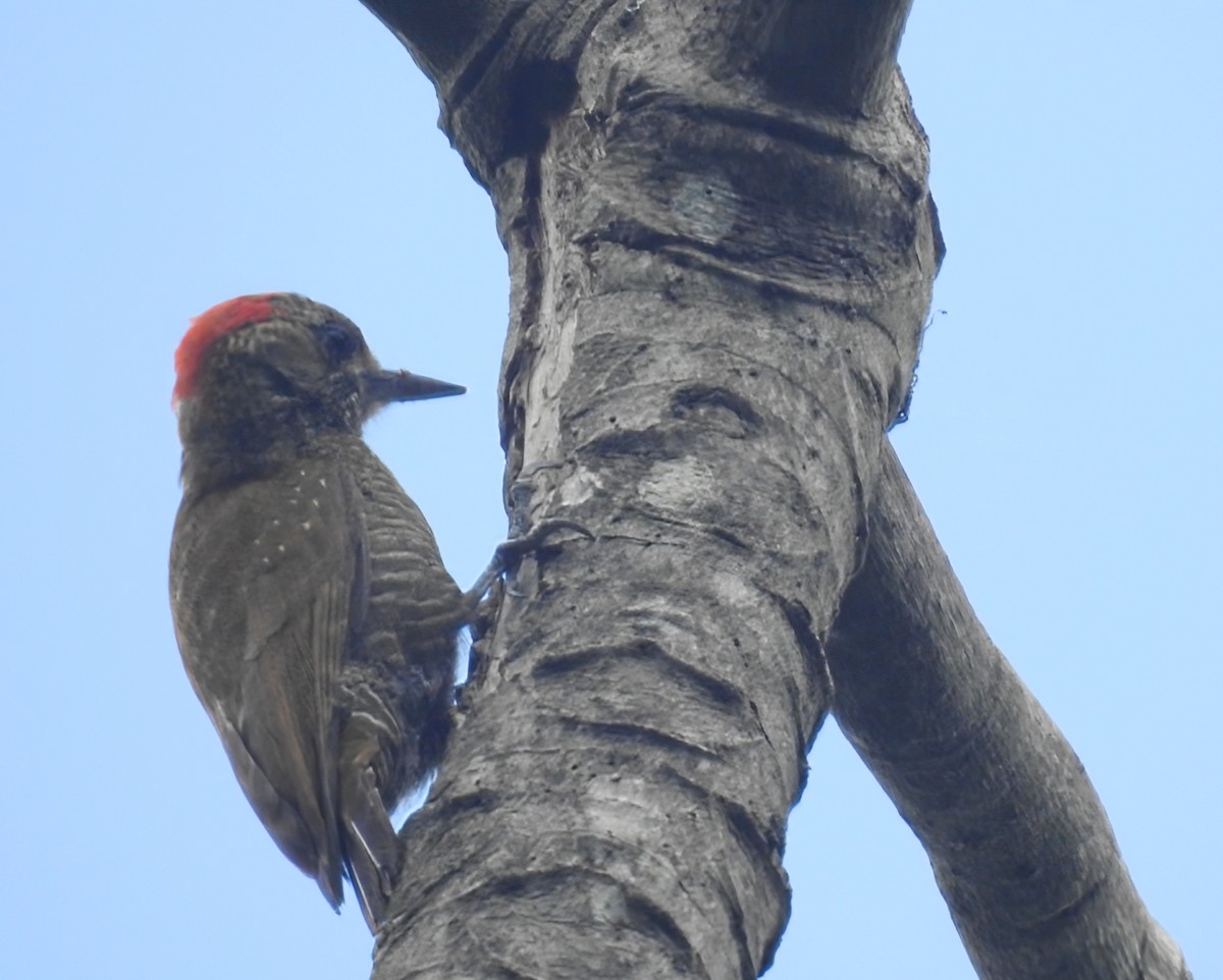 Little Woodpecker - ML645958933