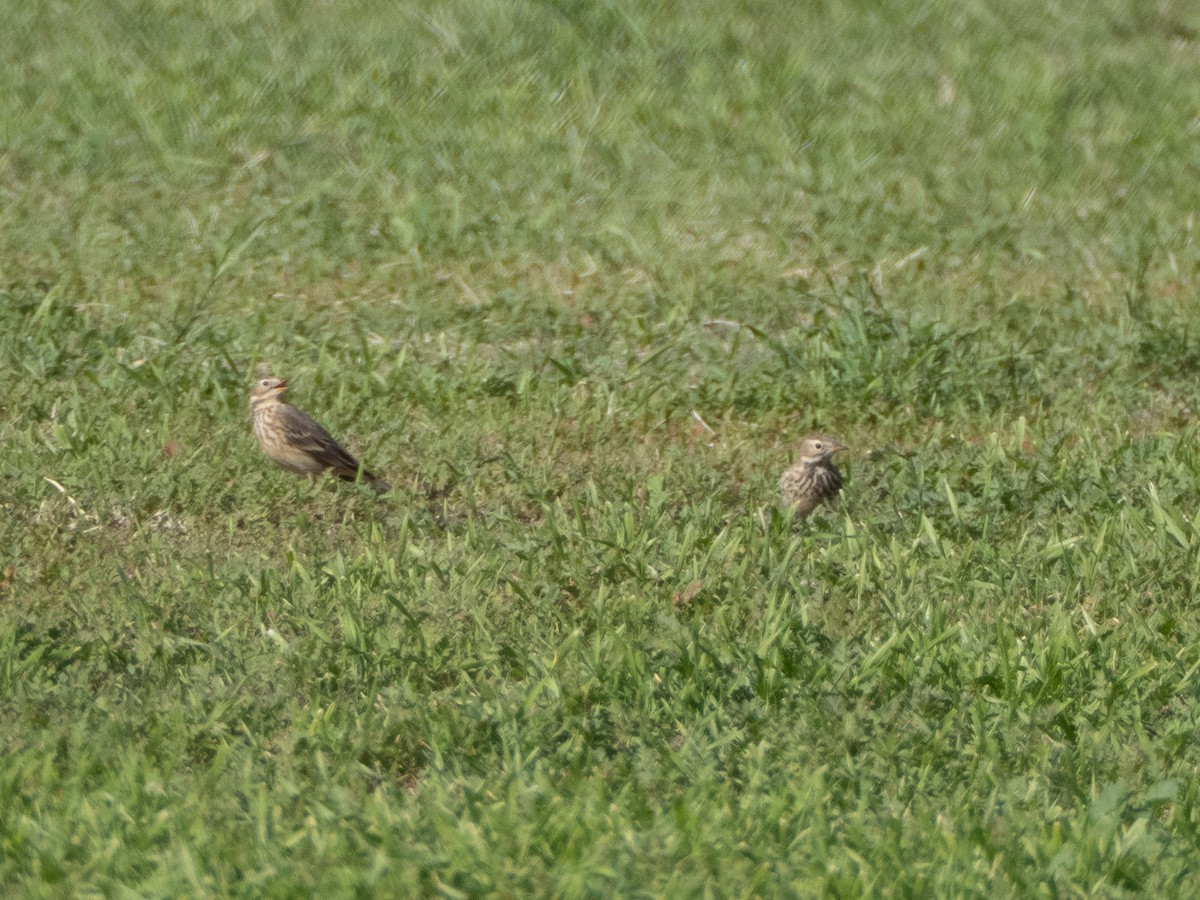 linduška tundrová - ML645958947