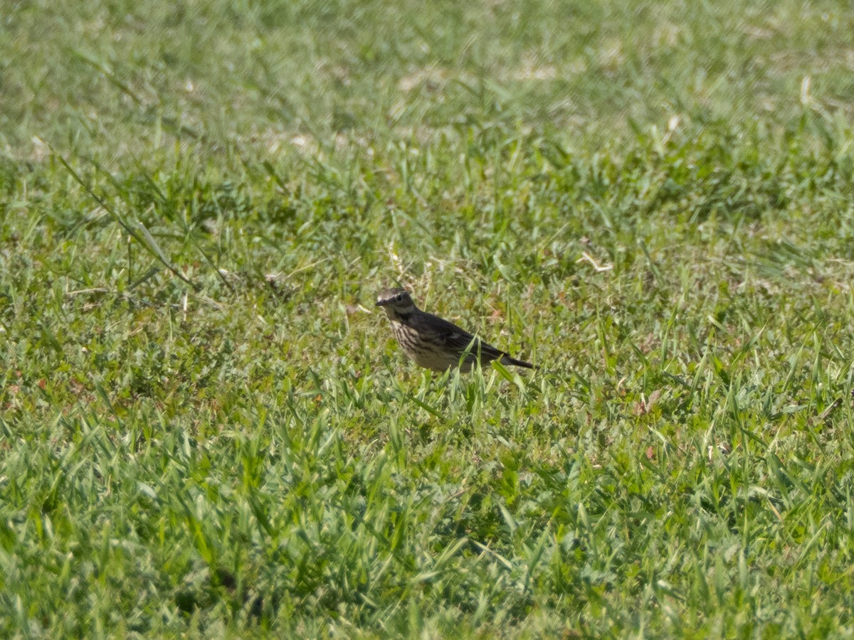 linduška tundrová - ML645958948