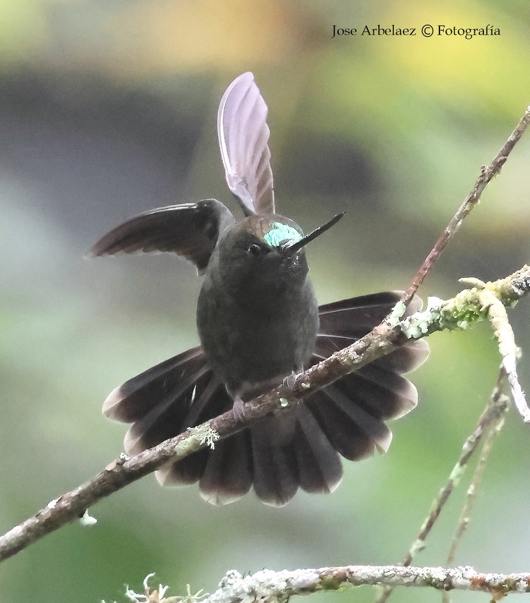 Green-fronted Lancebill - ML645958958