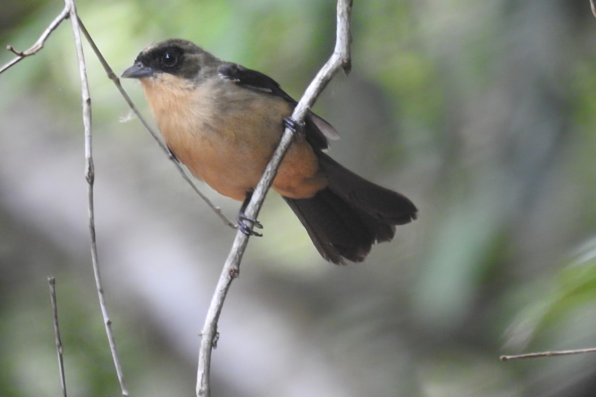 Black-goggled Tanager - ML645958973