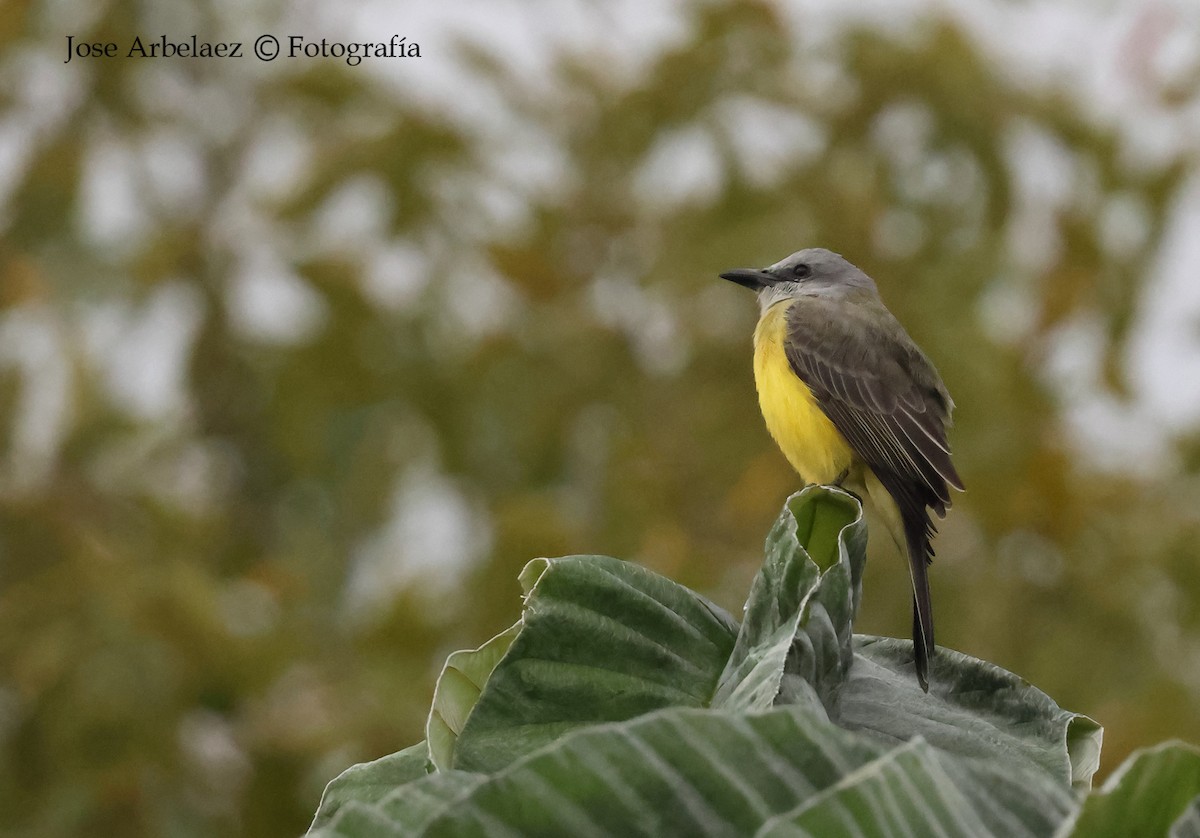 Tropical Kingbird - ML645958979