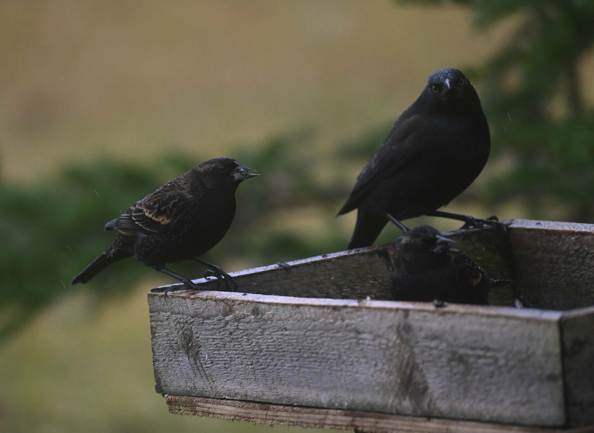 Red-winged Blackbird - ML645958983