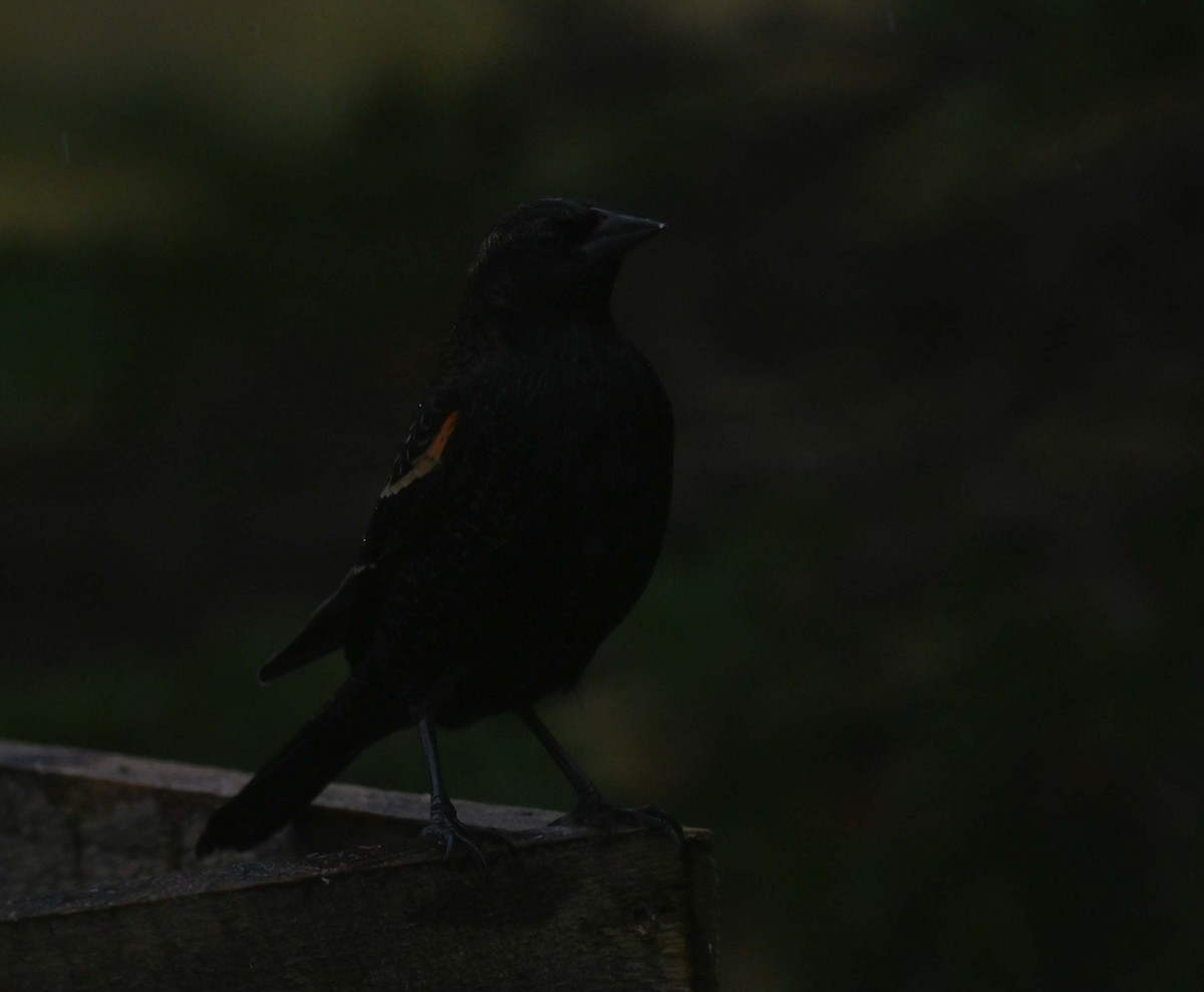 Red-winged Blackbird - ML645958984