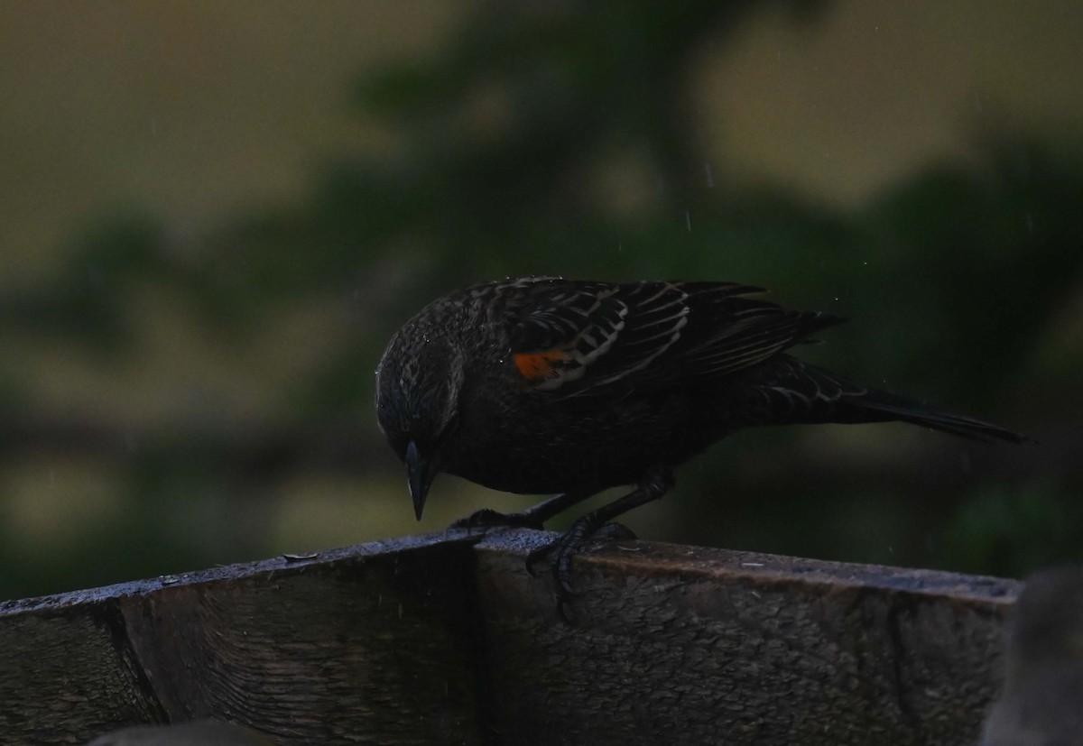 Red-winged Blackbird - ML645958985