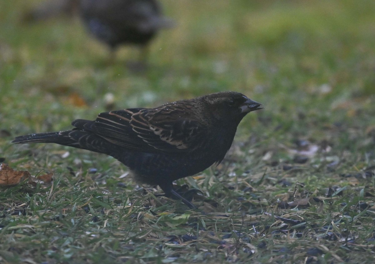 Red-winged Blackbird - ML645958986