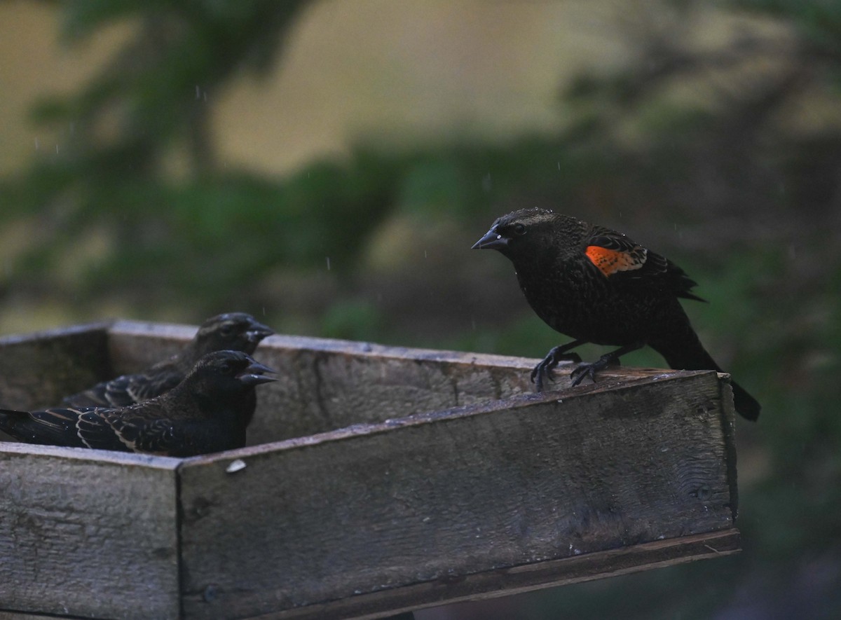 Red-winged Blackbird - ML645958988