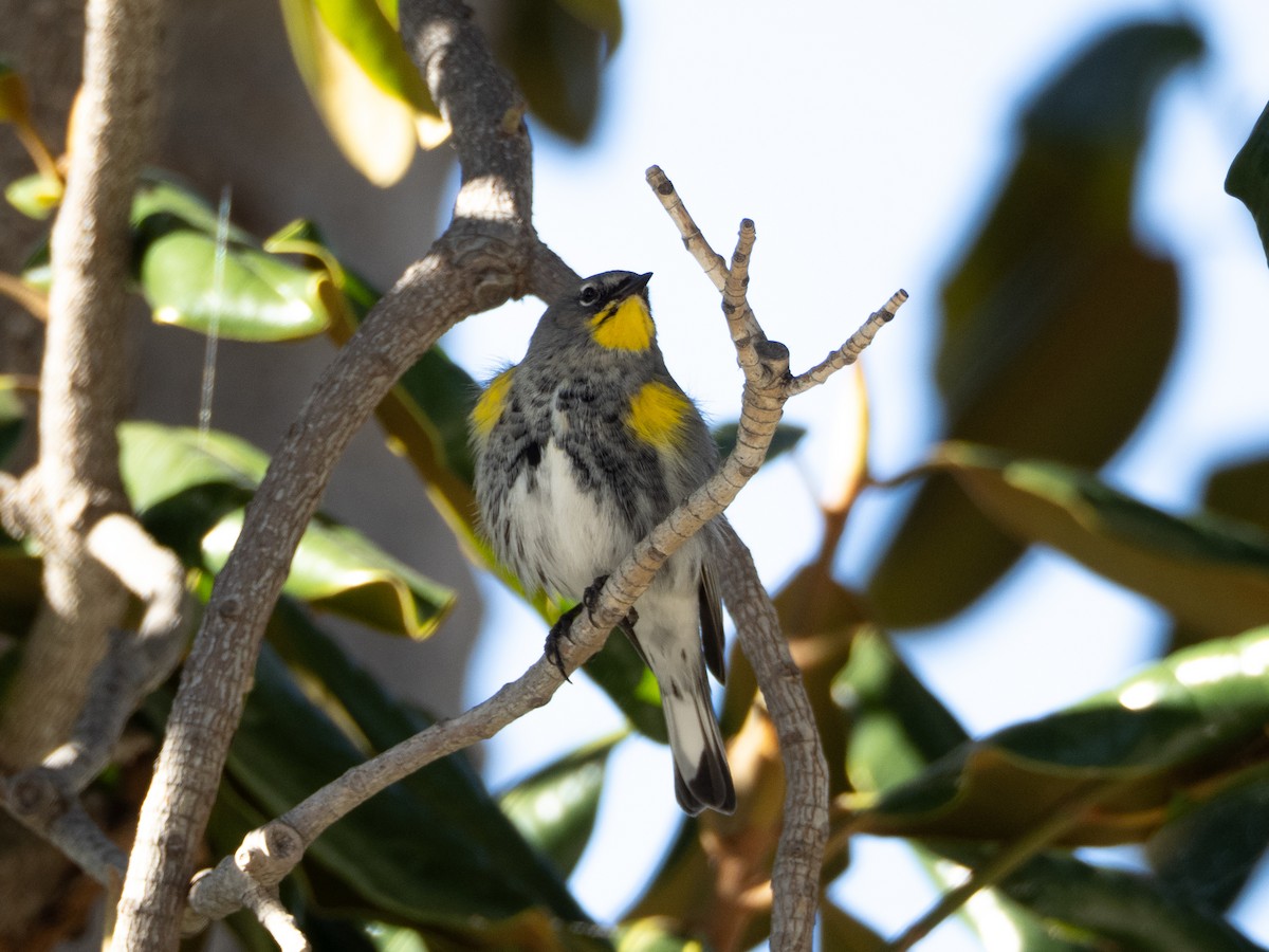 lesňáček žlutoskvrnný (ssp. auduboni) - ML645958990