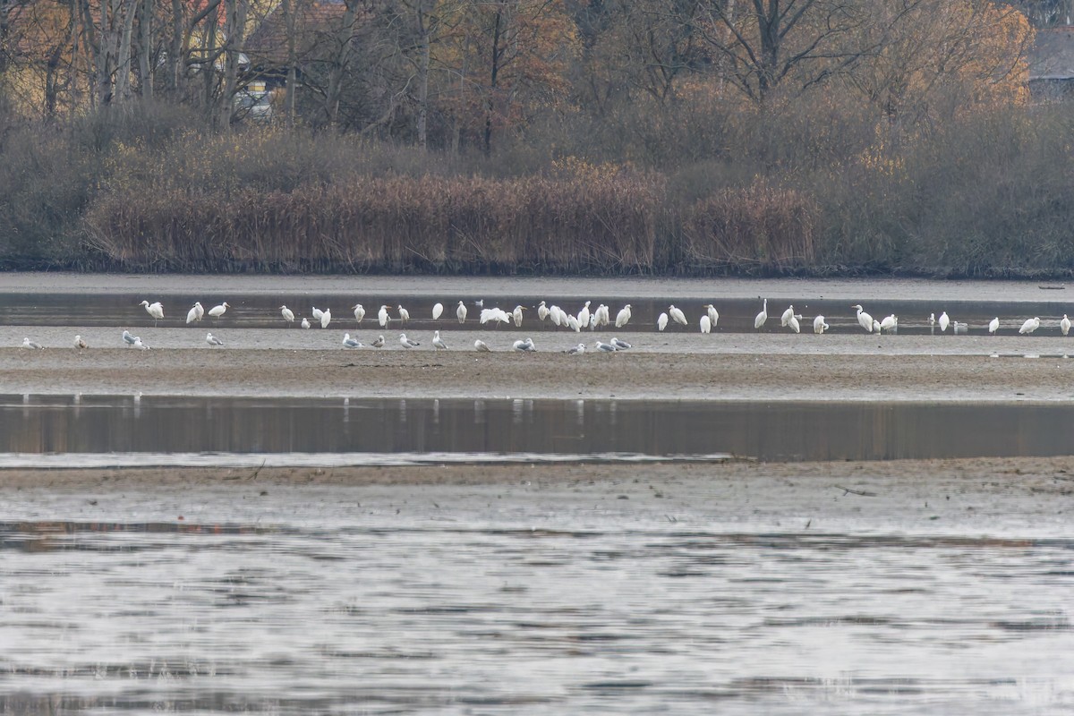 Great Egret - ML645958993