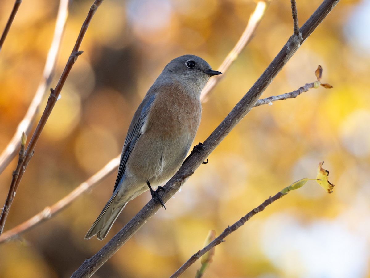 salašník západní - ML645958995