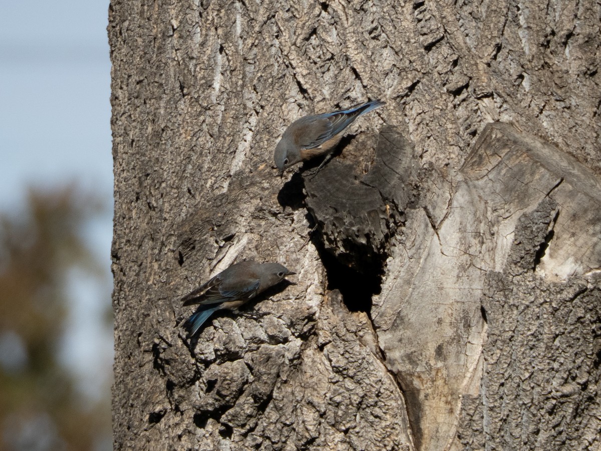 salašník západní - ML645958996