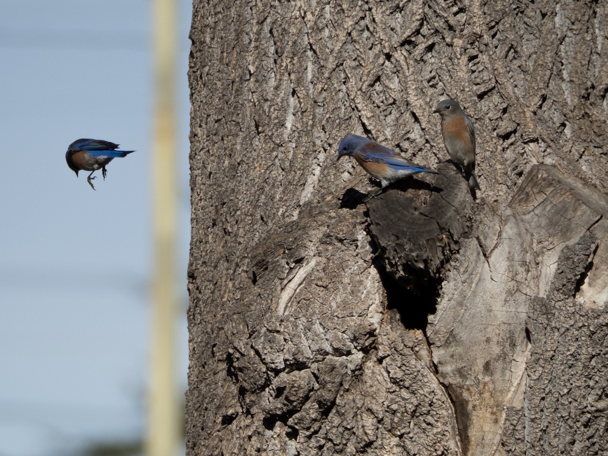salašník západní - ML645958997