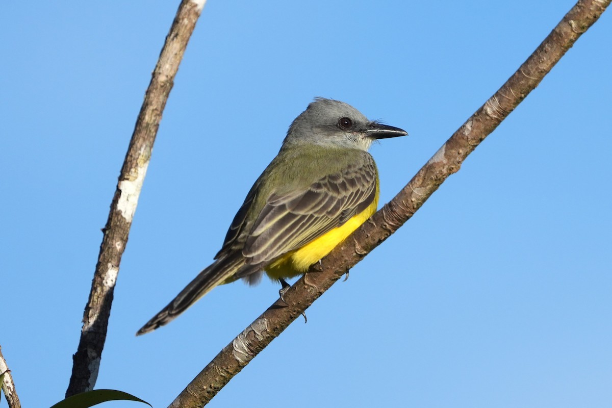 Tropical Kingbird - ML645958998