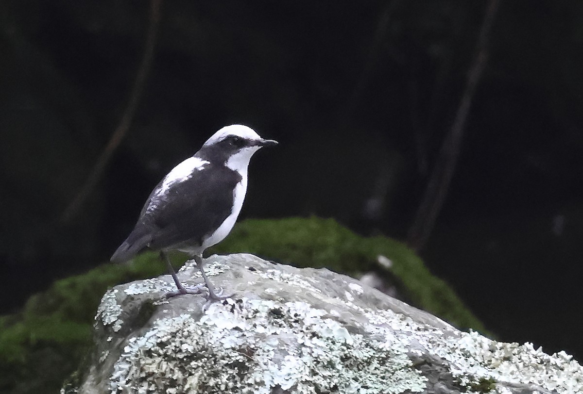 White-capped Dipper - ML645959000