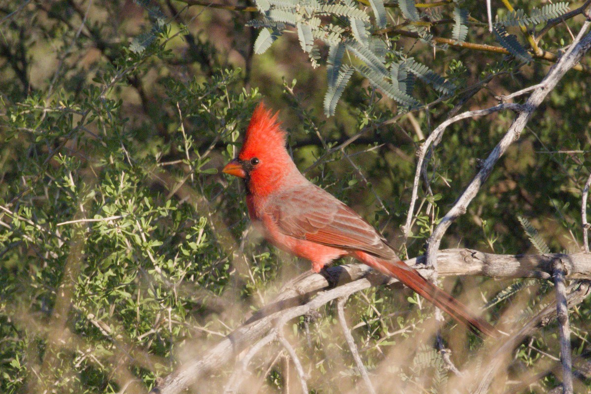 Northern Cardinal - ML645959004
