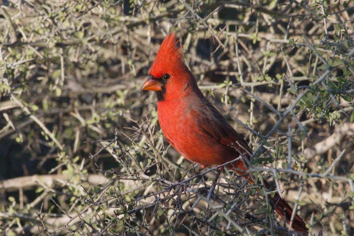 Northern Cardinal - ML645959005