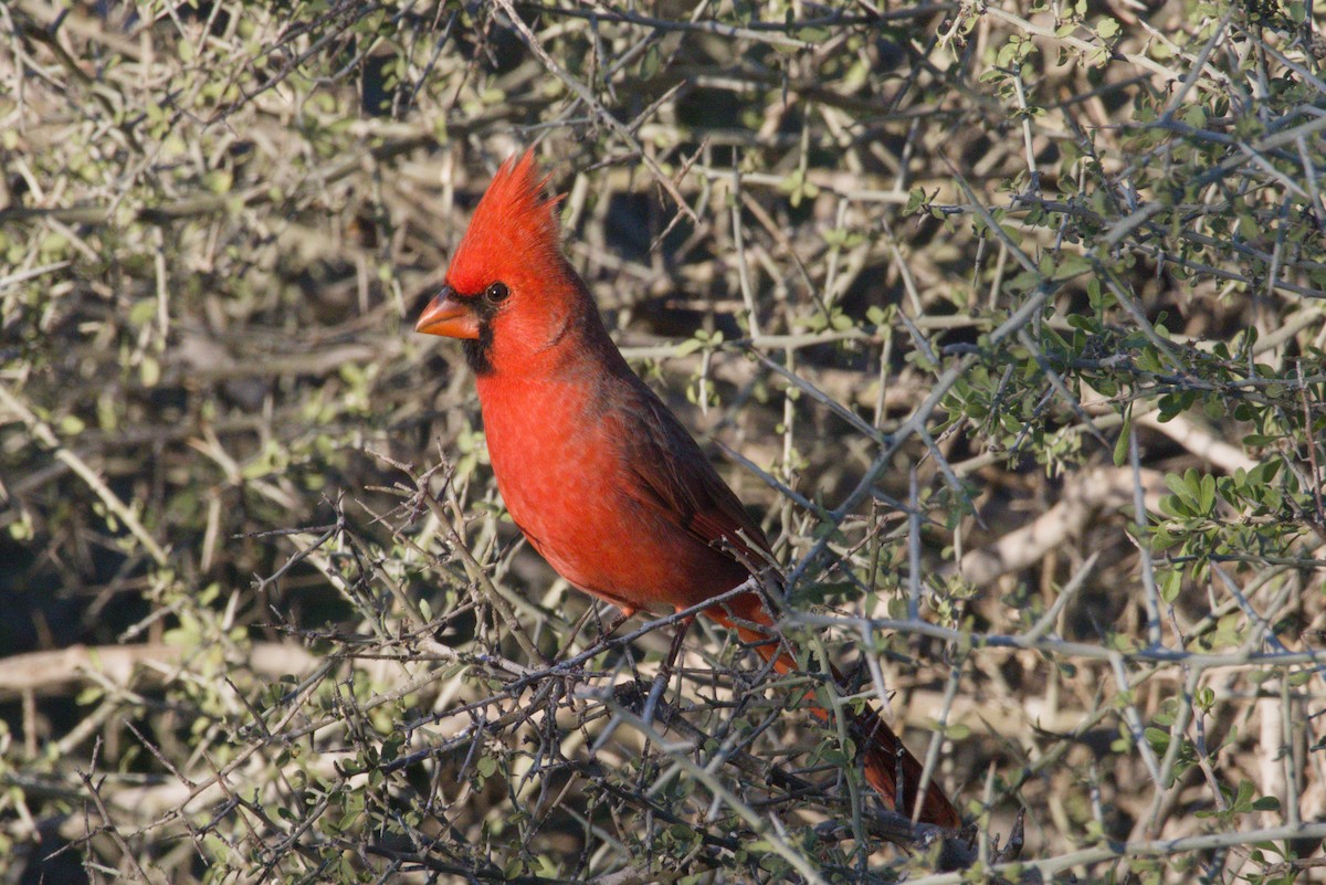 Northern Cardinal - ML645959006