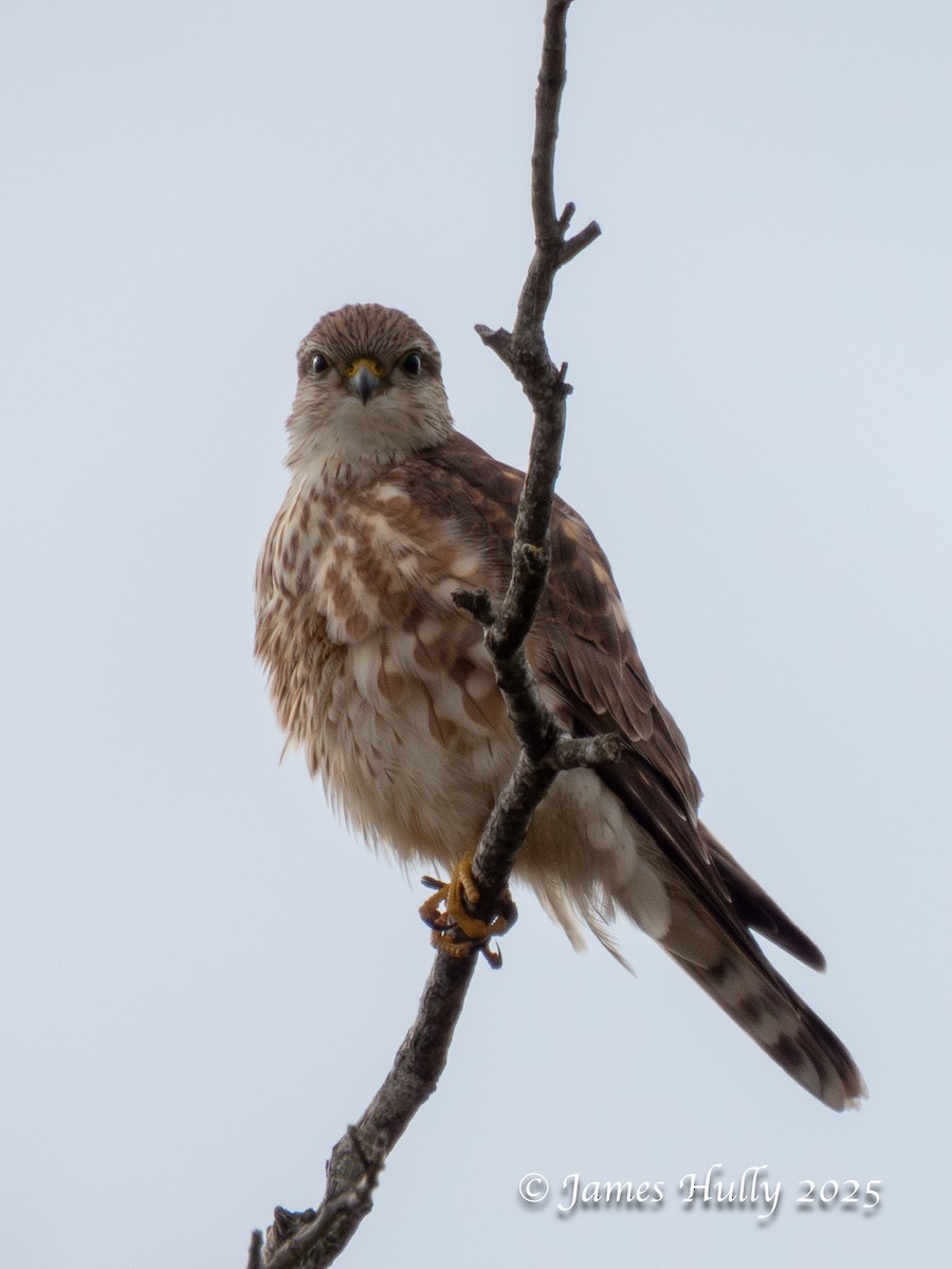 Merlin - ML645959008