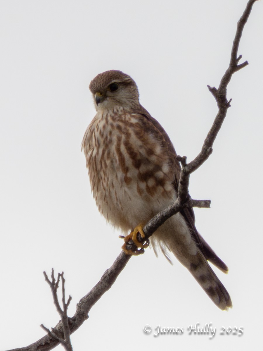 Merlin - ML645959011