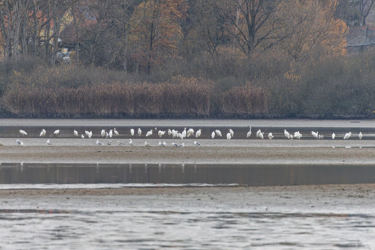 Great Egret - ML645959012