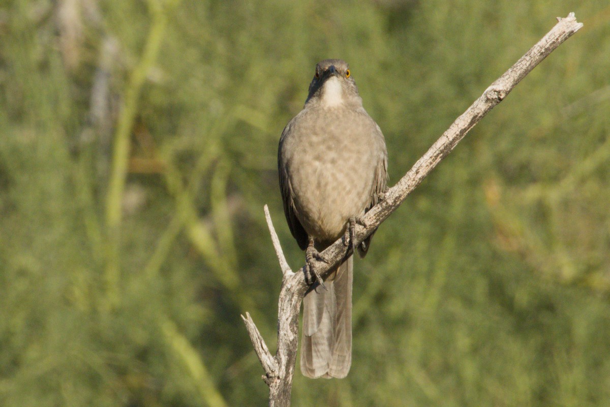 Curve-billed Thrasher - ML645959013