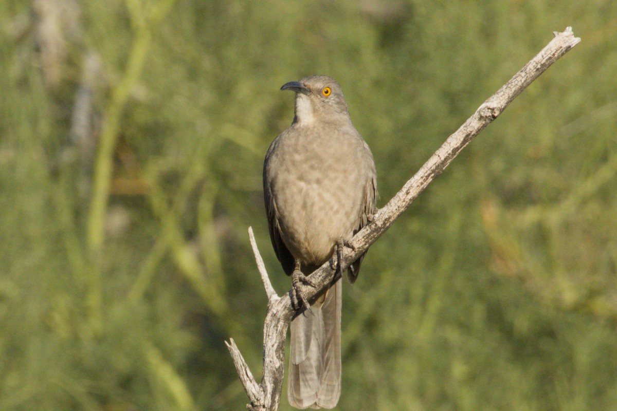 Curve-billed Thrasher - ML645959014