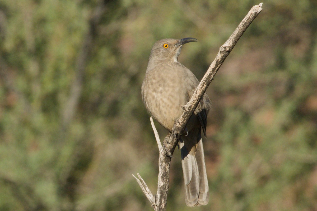 Curve-billed Thrasher - ML645959015
