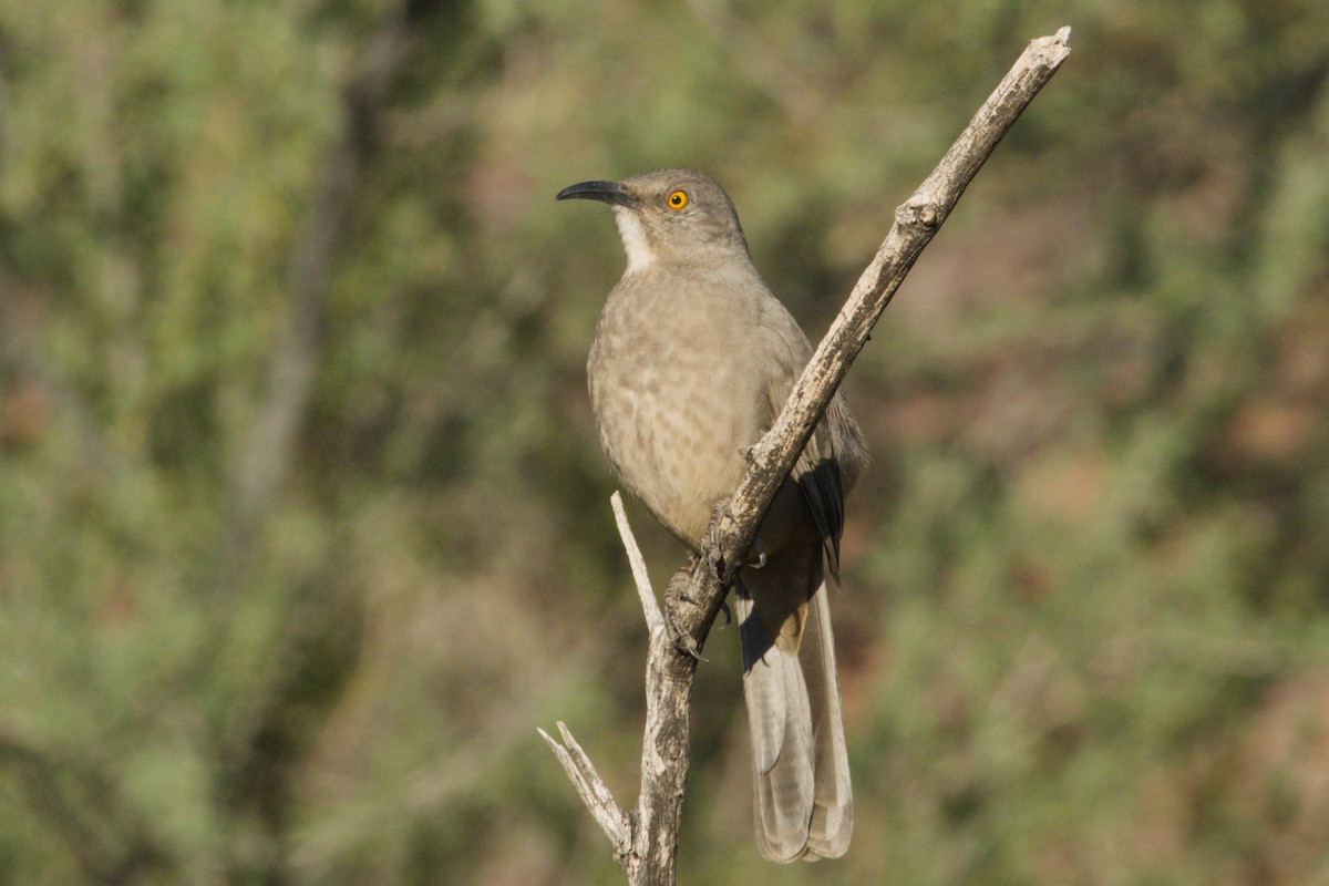 Curve-billed Thrasher - ML645959016