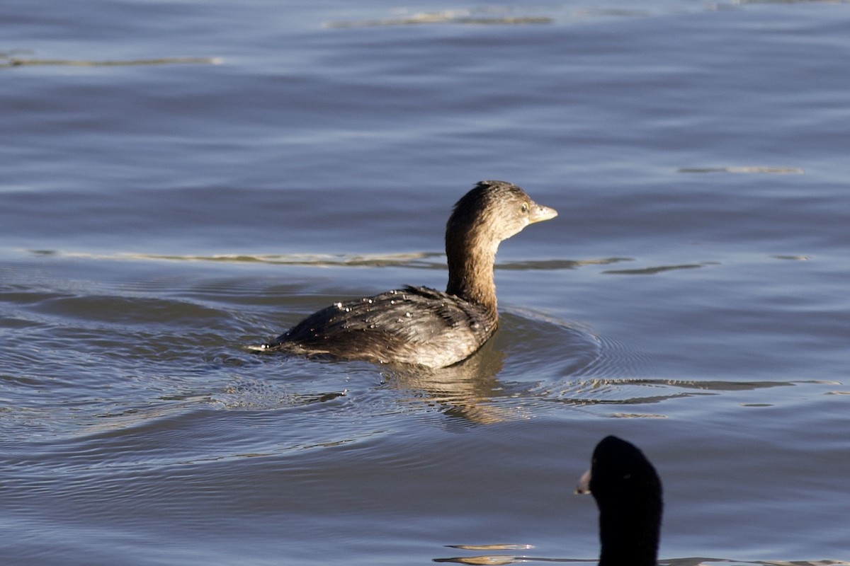 Pied-billed Grebe - ML645959017