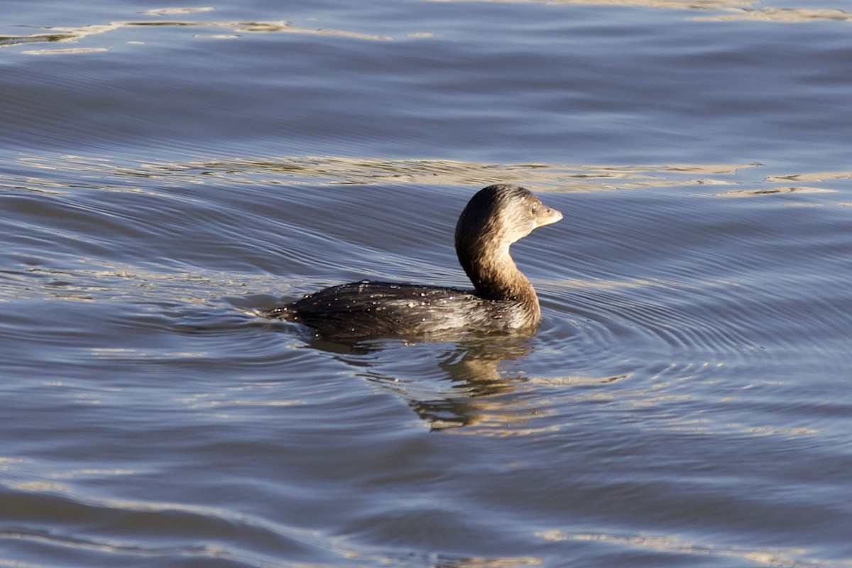Pied-billed Grebe - ML645959018
