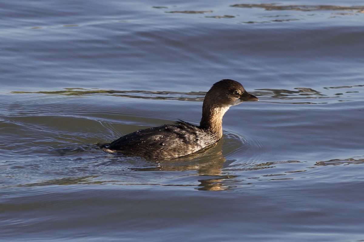 Pied-billed Grebe - ML645959019