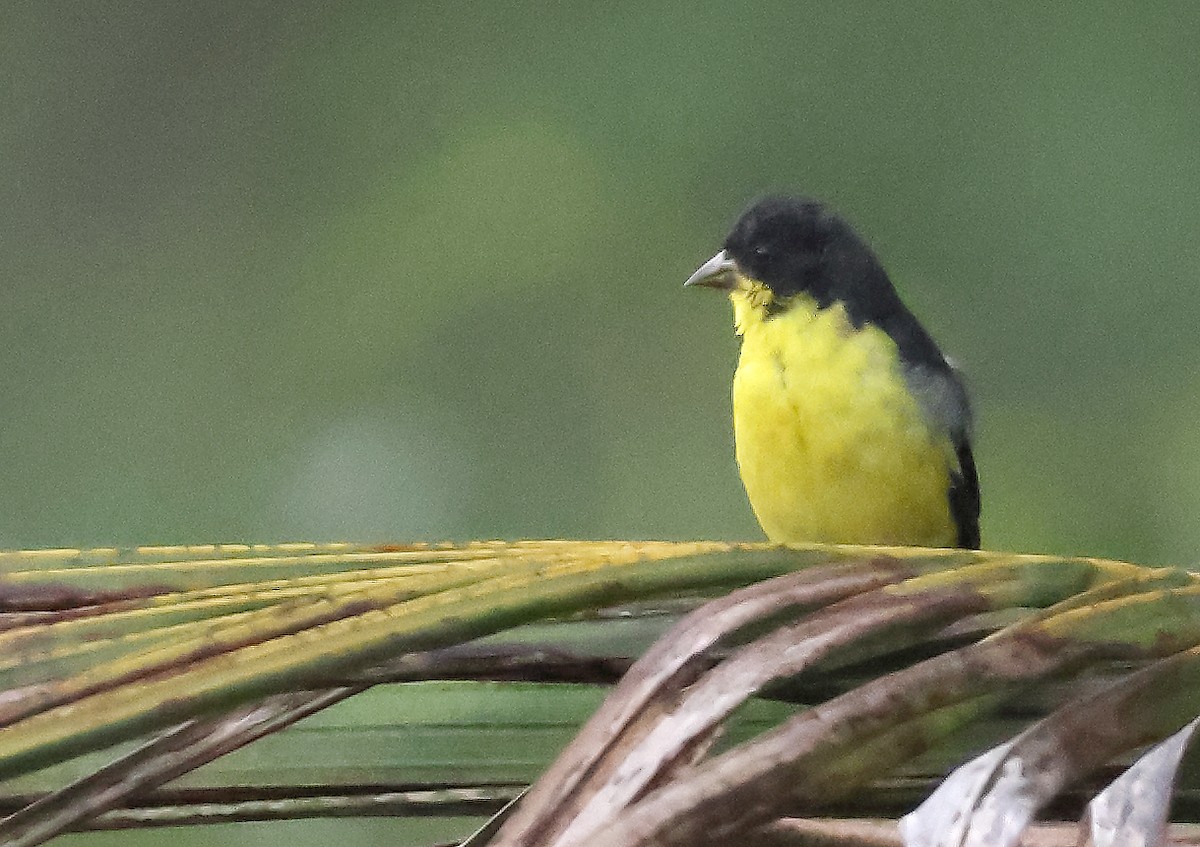 Lesser Goldfinch - ML645959020