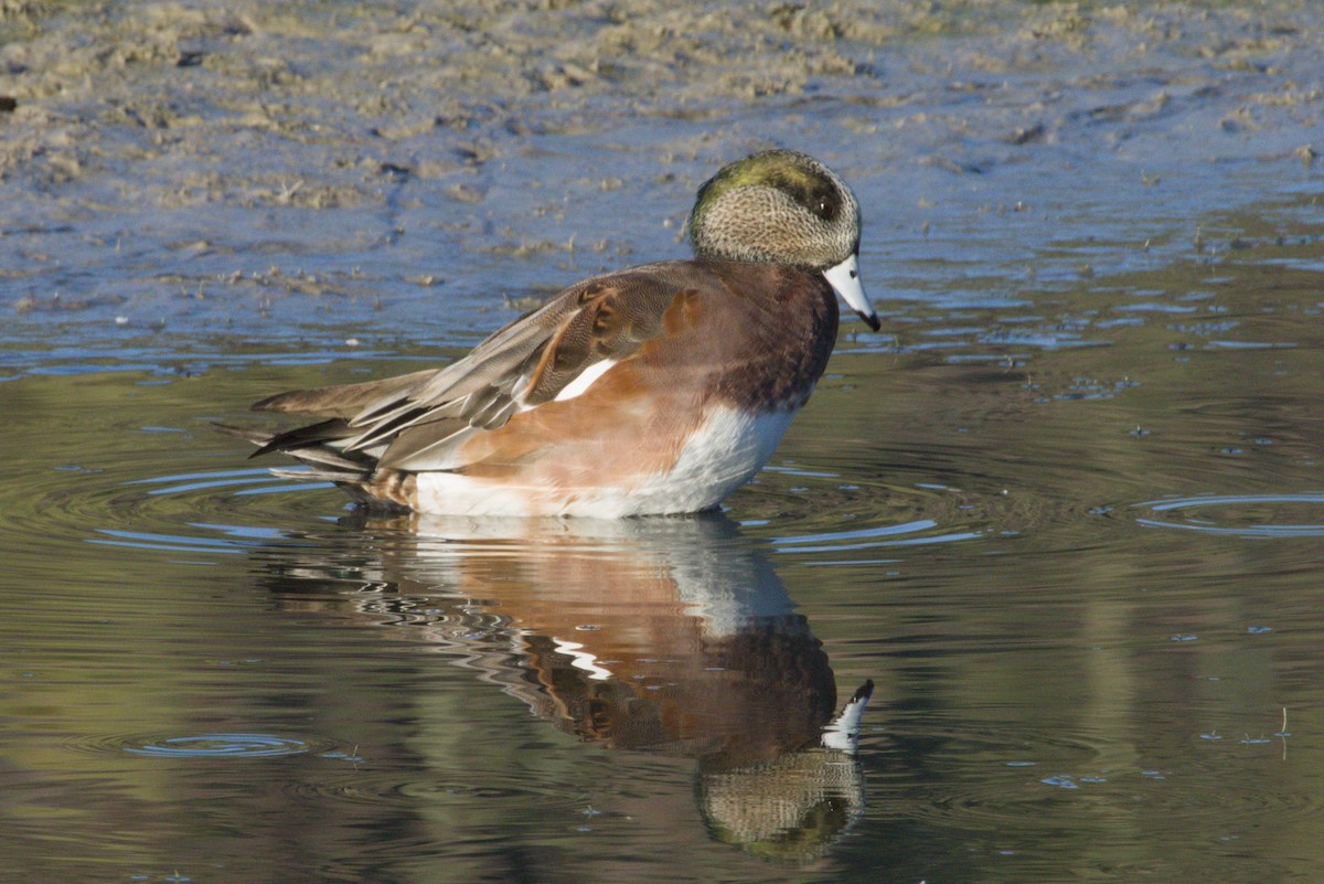 American Wigeon - ML645959021