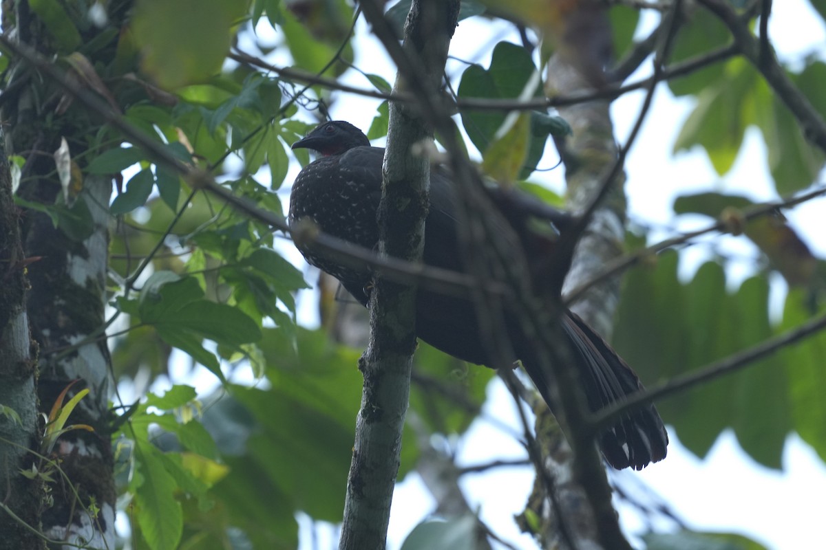 Crested Guan - ML645959023