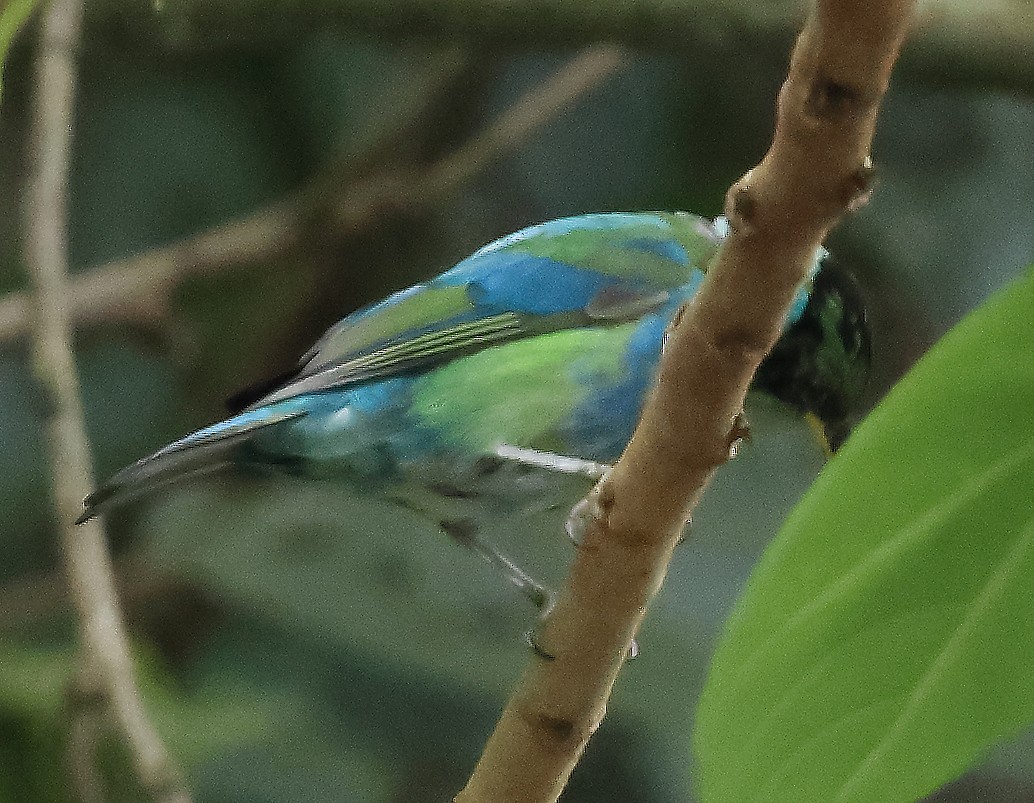 Blue Dacnis - ML645959024