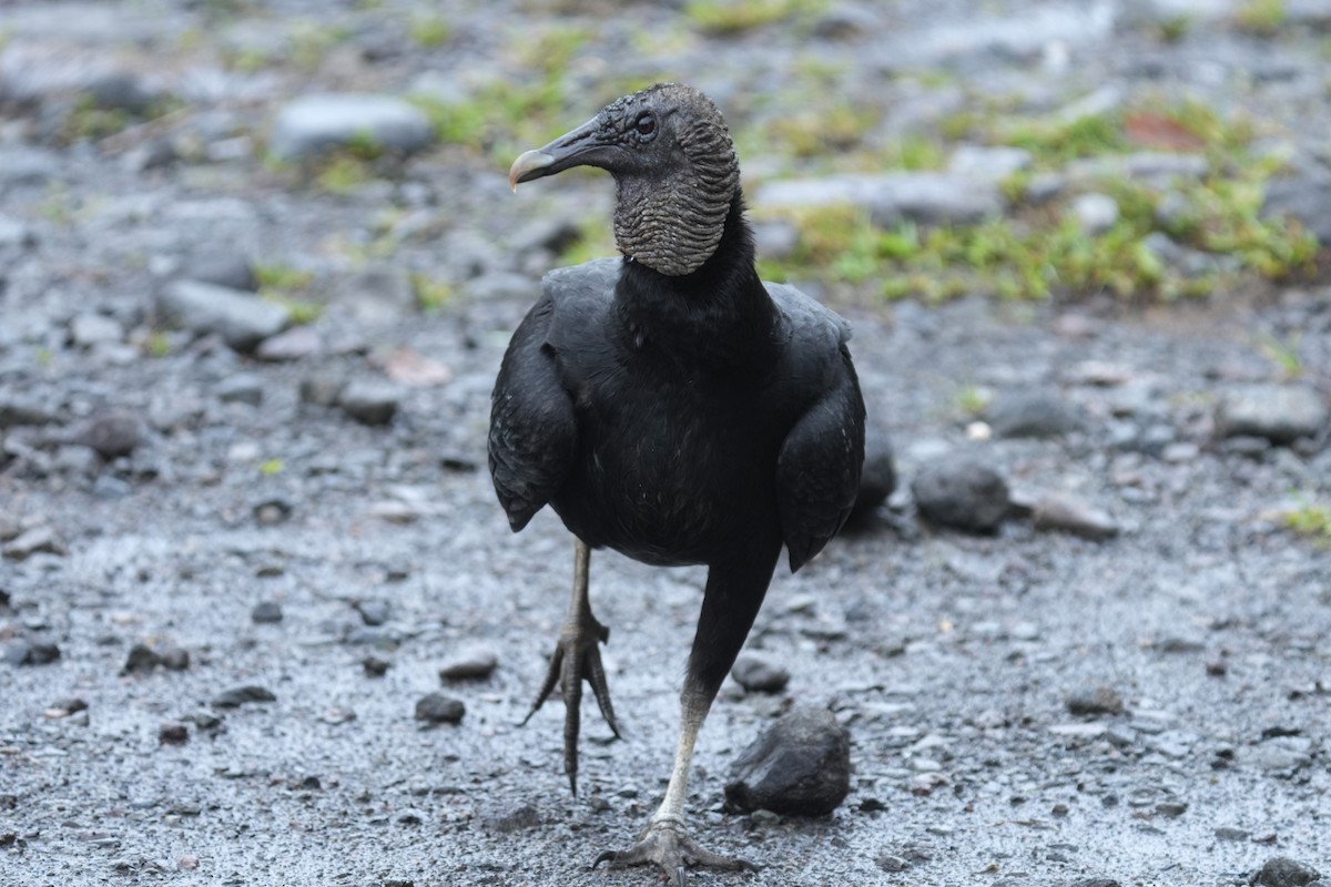 Black Vulture - ML645959026
