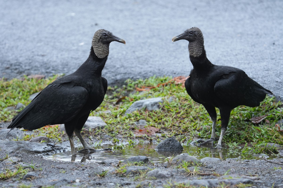 Black Vulture - ML645959027