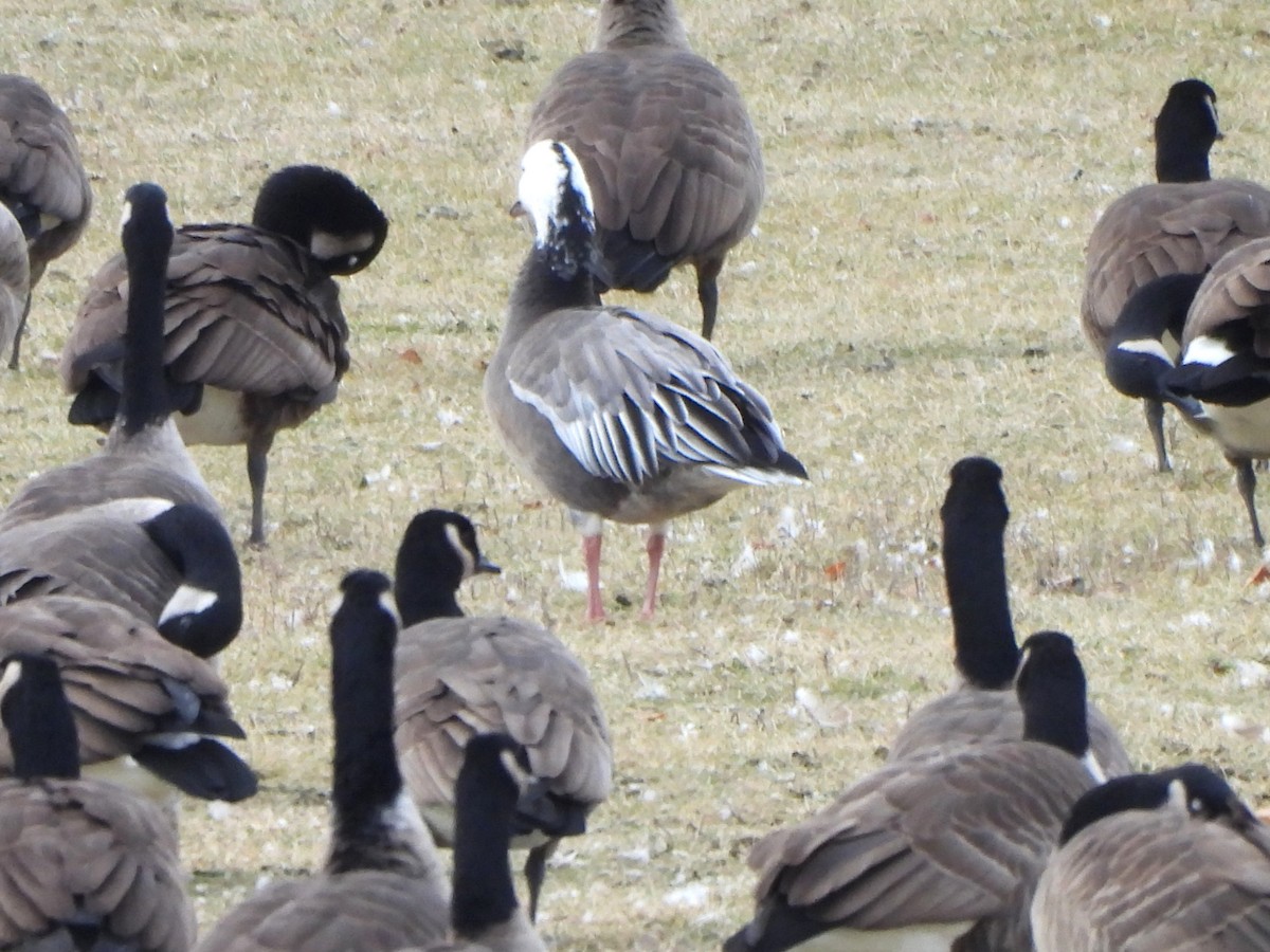 Snow Goose - ML645959028