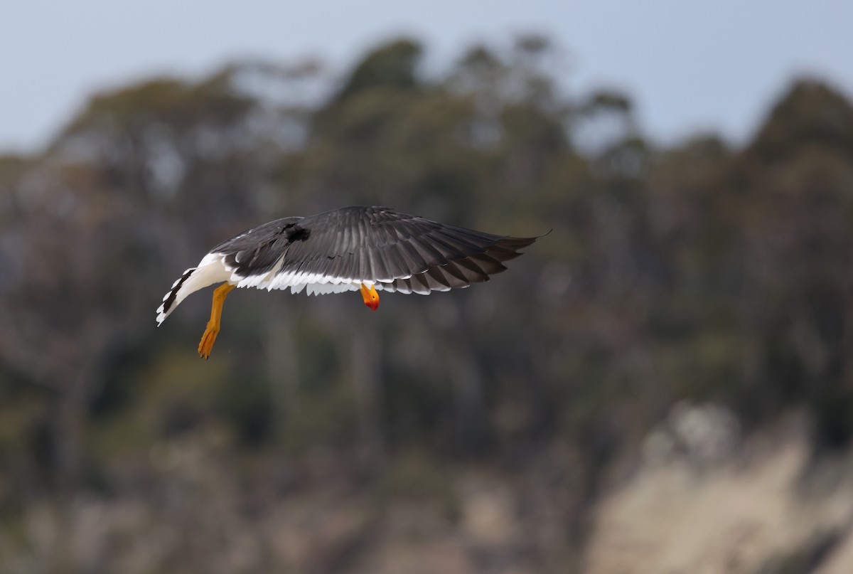 Pacific Gull - ML645959029