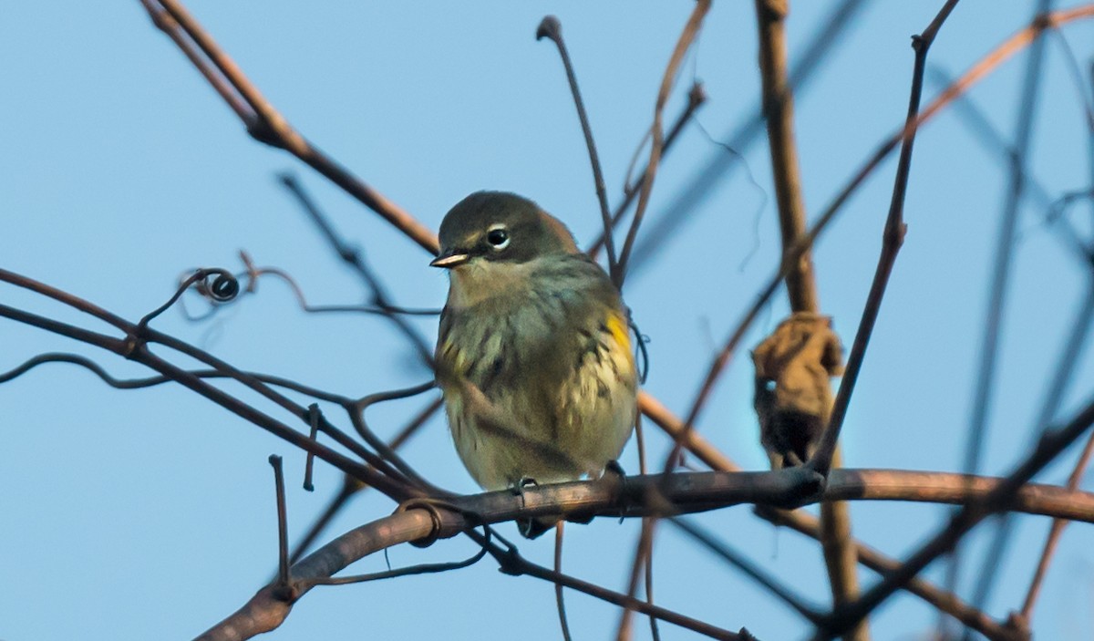 Yellow-rumped Warbler - ML645959030