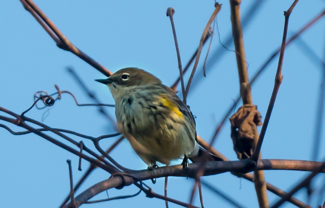 Yellow-rumped Warbler - ML645959031