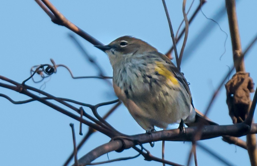 Yellow-rumped Warbler - ML645959032