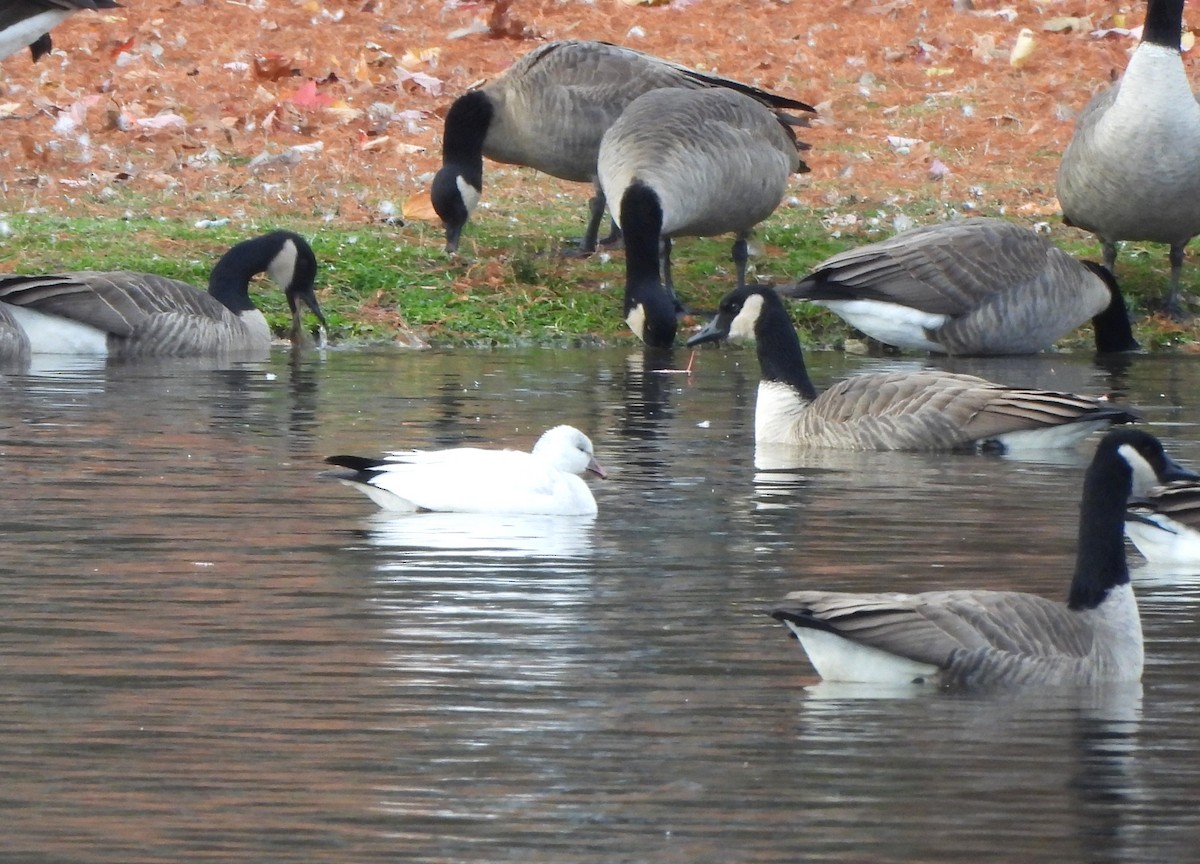 Ross's Goose - ML645959033