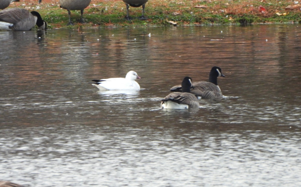Ross's Goose - ML645959034