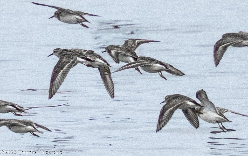 Western Sandpiper - ML645959035