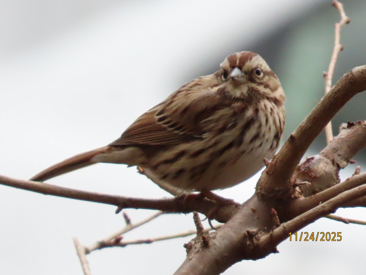 ウタスズメ - ML645959047