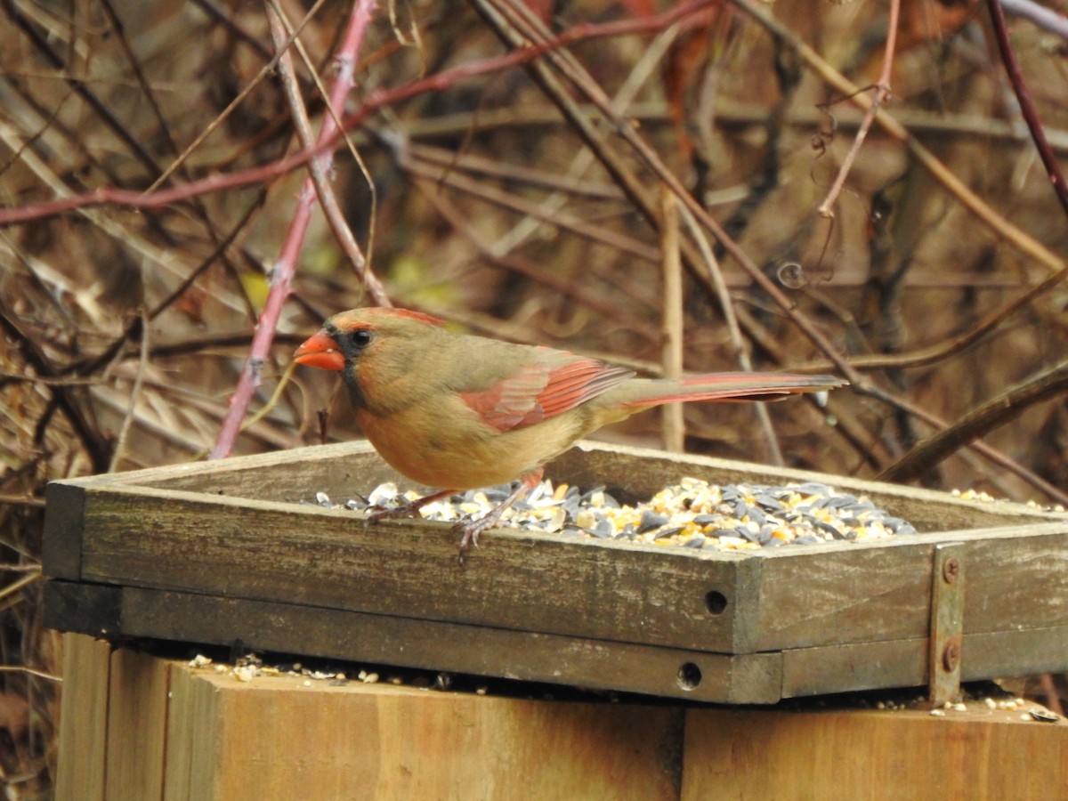 Northern Cardinal - ML645959052