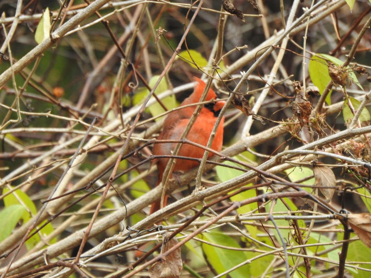 Northern Cardinal - ML645959053